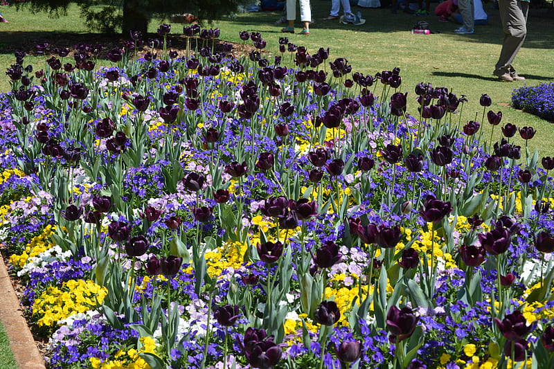 Toowoomba Festival Of Flowers, gardening, park, wedding, Queensland, Queens Park, Toowoomba, Festival of flowers toowoomba, tulips, Australia, gorgeous, grapy, HD wallpaper