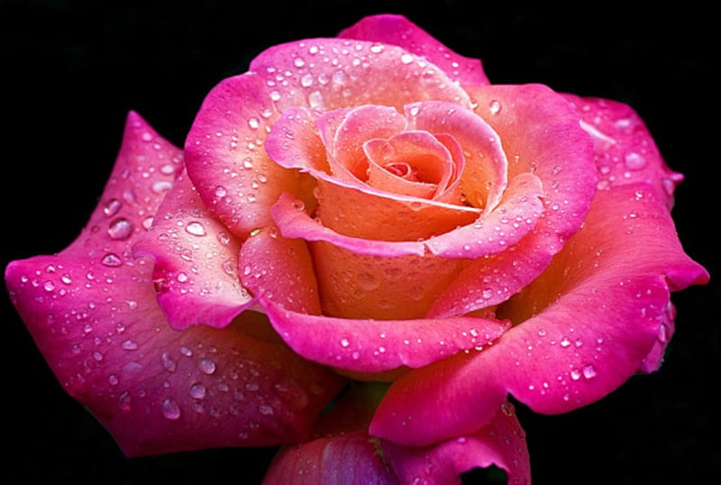 Morning Dimonds, rose, closeup, flowers, dew, nature, drops, petals, HD wallpaper
