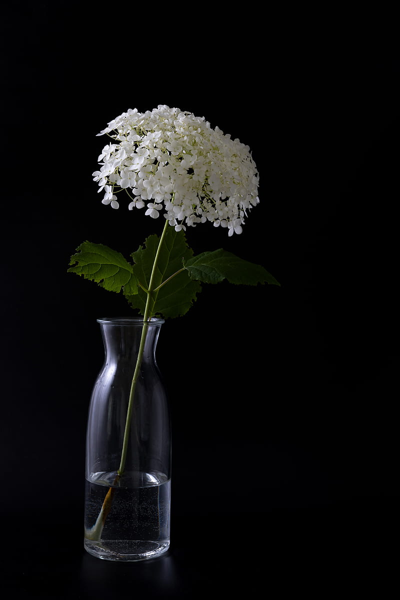 hydrangea, flowers, vase, black, HD phone wallpaper