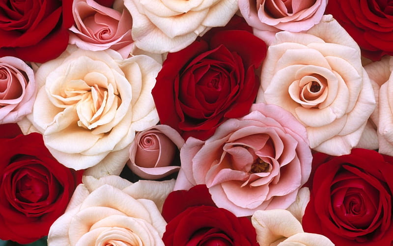~Fragrant Roses~, red, pretty, colorful, bonito, roses, flowers, nature, petals, pink, creme, HD wallpaper