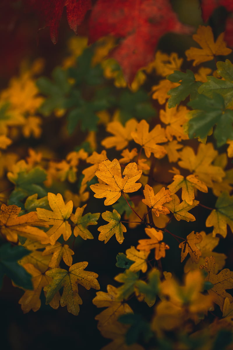 branch, leaves, yellow, autumn, HD phone wallpaper