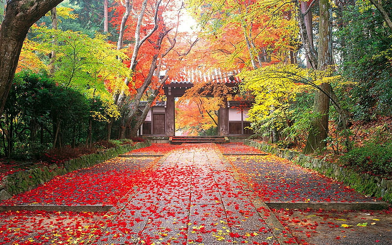 Autumn in japan-Golden autumn landscape, HD wallpaper