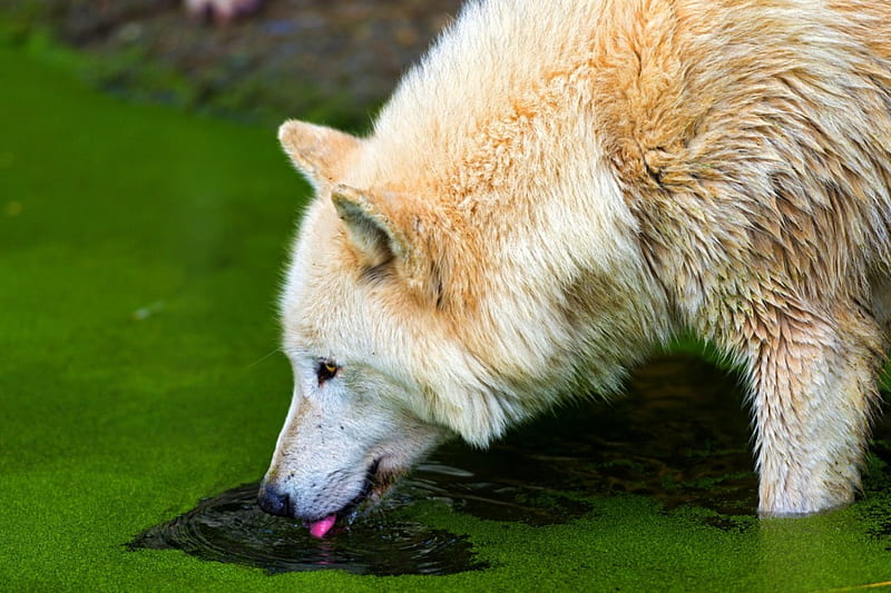 THIRST QUENCHING WOLF, water, wolf, white, drinks, HD wallpaper