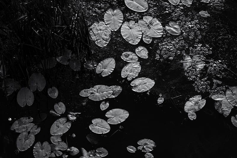 grayscale graphy ovate leaves, HD wallpaper