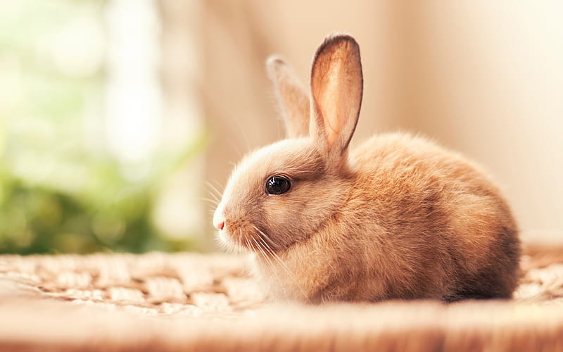 rabbit, bokeh, cute animals, pets, fluffy rabbit, blur, HD wallpaper
