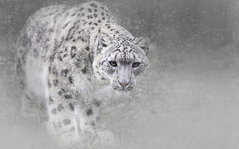snow leopard, predators, wildlife, blur, leopards, HD wallpaper