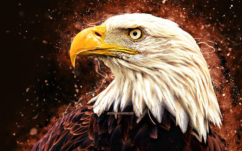 Bald Eagle brown neon lights, USA symbol, creative, birds of North America,  eagle, HD wallpaper | Peakpx