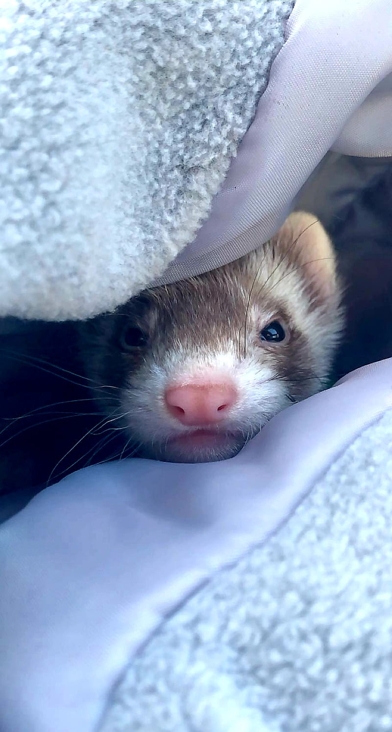 This was the first night we brought him home  rferrets