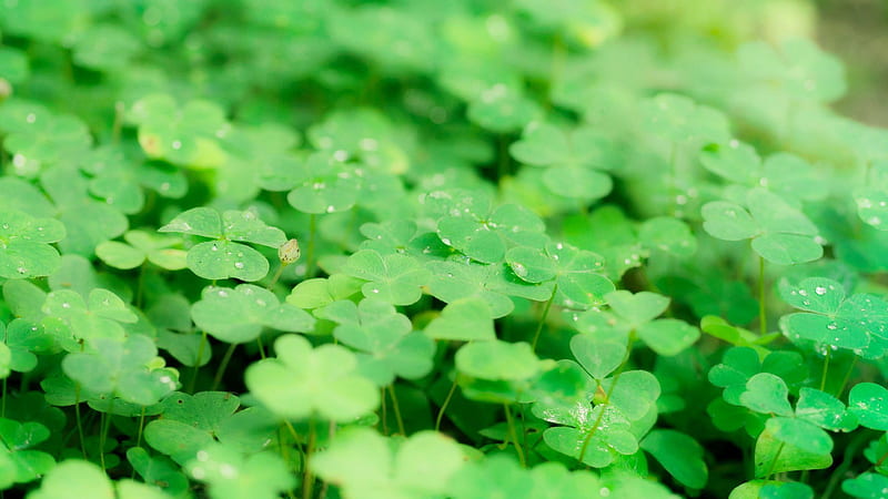 Four Leaf Clover With Water Drops Four Leaf Clover, HD wallpaper