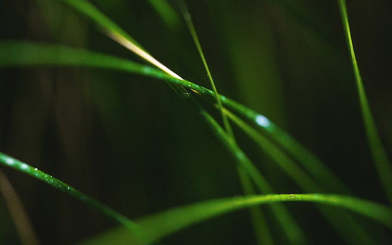 Green Grass Leaves Macro 2020 High Quality, HD wallpaper