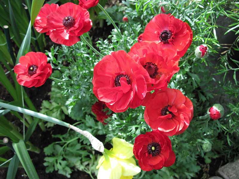 Essence of Flowers 35, graphy, Red, green, garden, Flowers, HD ...