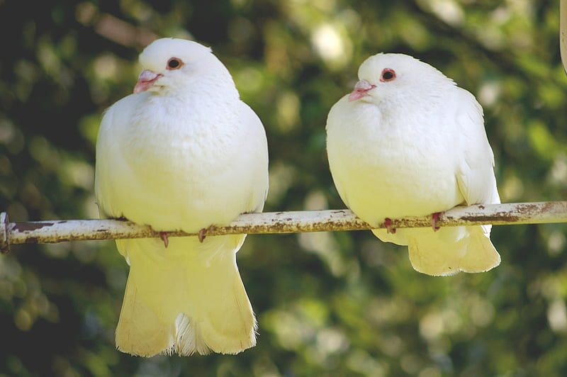 Two of my Garden Doves, doves, white, pair, perch, HD wallpaper
