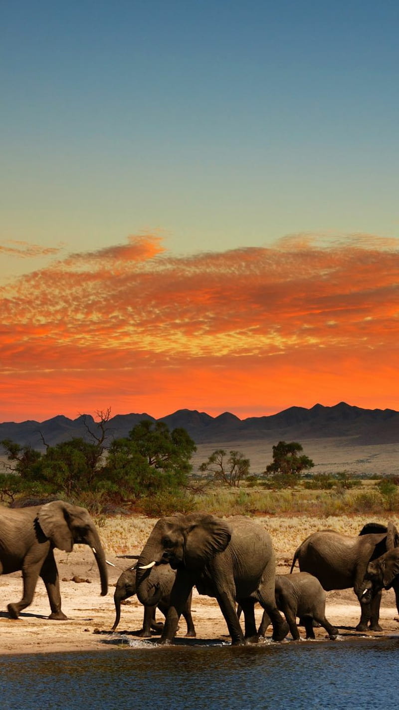 Elephants , africa, animals, elephant, elephants, nature, sunset, water hole, wild, HD phone wallpaper