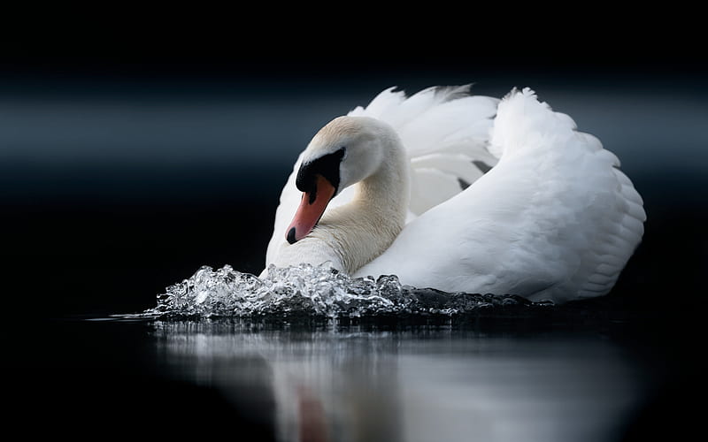white swan, lake, beautiful white bird, swans, water, HD wallpaper