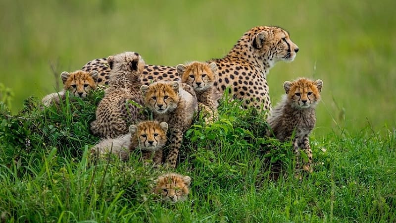 MOTHER CHEETAH WITH HER CUBS, TALL GRASS, CUBS, FEMALE, CHEETAH, HD ...