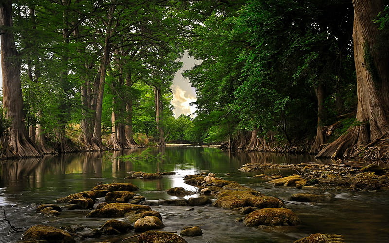 trees roots near river-Beautiful river landscape graphy, HD wallpaper