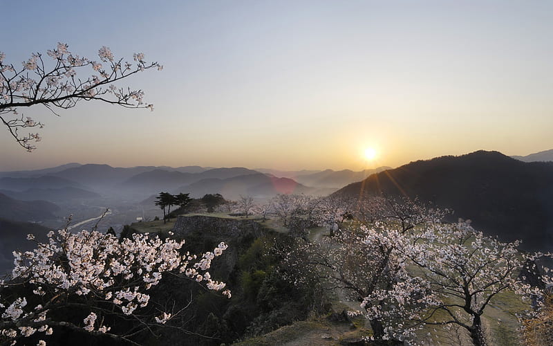 Beautiful Japanese cherry blossom season 12, HD wallpaper