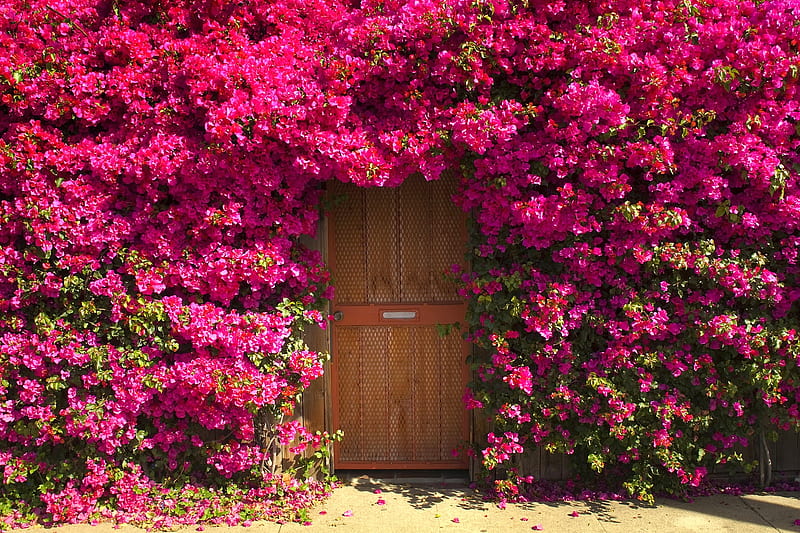 Door in Flowers, flowers, bonito, pink, door, HD wallpaper