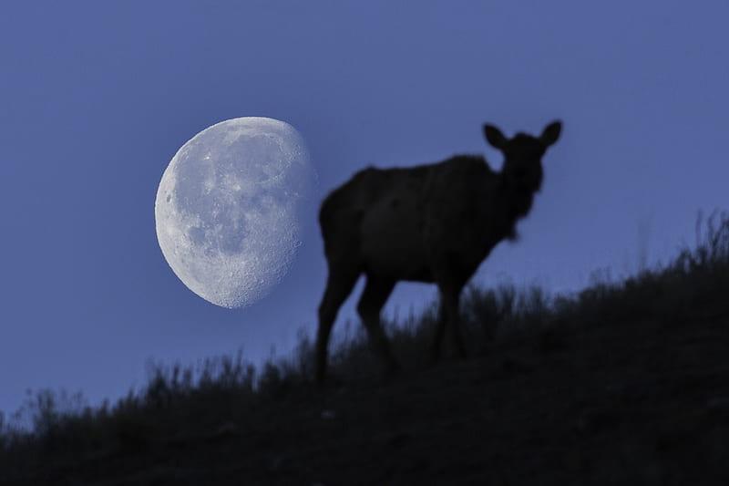 Moon setting over an elk, Yellowstone National Park, Moon, Nightfall, Elk, HD wallpaper