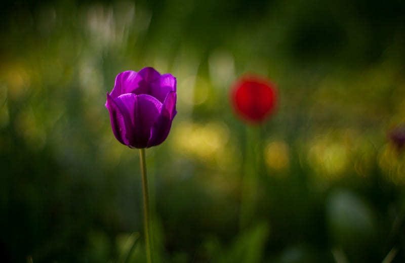 Purple Love, flower, amazing, purple, tulip, HD wallpaper