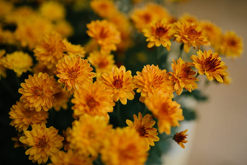 chrysanthemum, flowers, yellow, bouquet, HD wallpaper