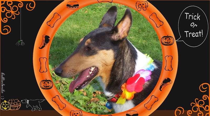 Trick or Treat Katie: A Dogs Halloween, border, costume, frame, jack o lantern, Kati, hamburger, spider, dog buiscut, canine, pumpkin, canines, puppy, chop, Ha11oween, lei, border1ine, Trick or Treat, collie, tricolor, HD wallpaper