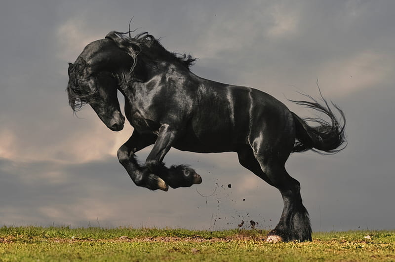 Fresian Fever, stallion, black, fresian, horse, HD wallpaper