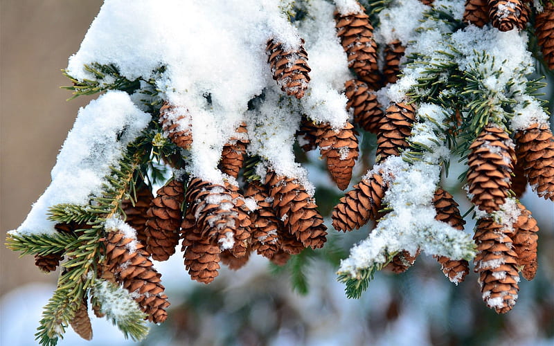 :), pine cone, snow, iarna, winter, con de brad, HD wallpaper