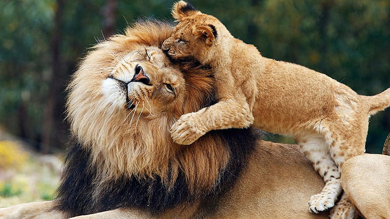 Playing Cub Lion With Big Lion Lion, HD wallpaper