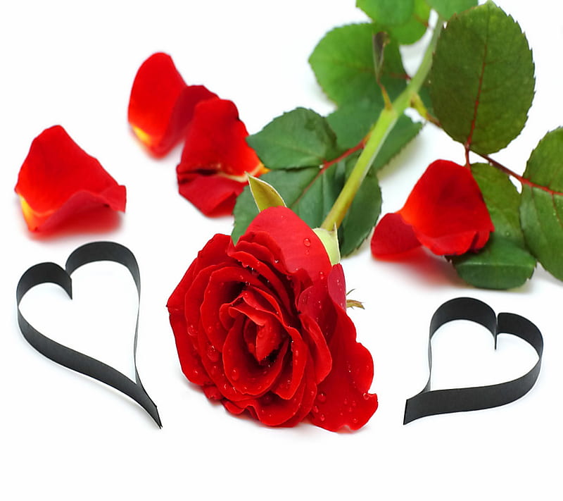 Love Rose, heart, petals, HD wallpaper | Peakpx