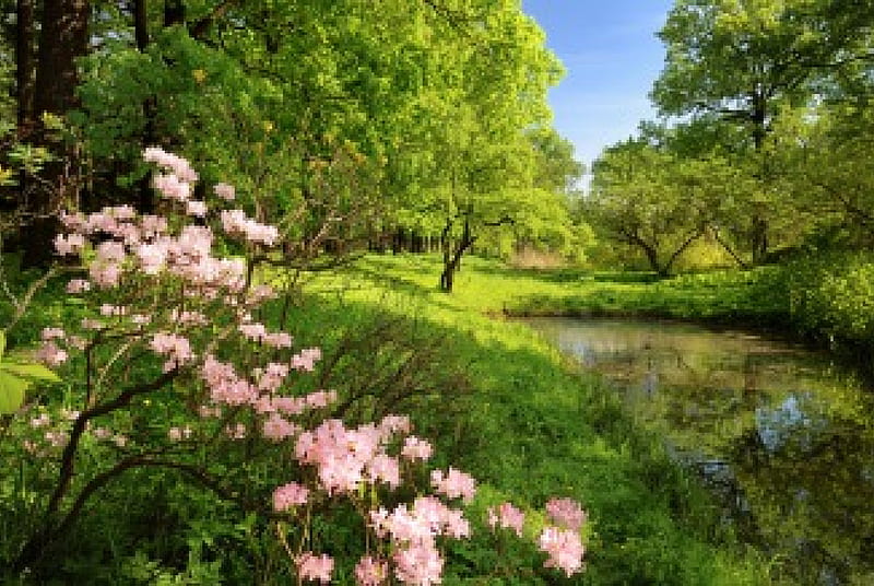 Paraíso, flor, árbol, naturaleza, río, Fondo de pantalla HD | Peakpx
