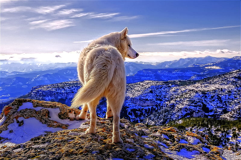The Overseer, siberian, mountain top, bonito, majestic, white, dog, landscape, husky, HD wallpaper