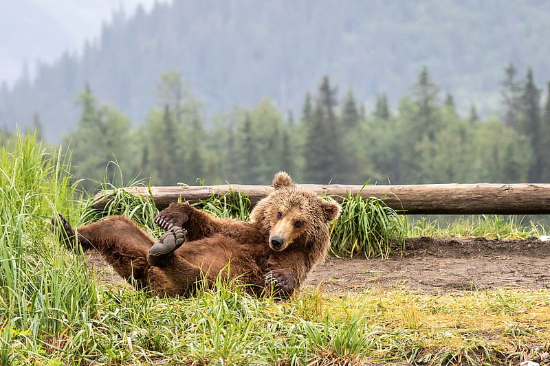 I've Fallen and Can't Get Up !!, bear, nature, trees, animals, HD wallpaper
