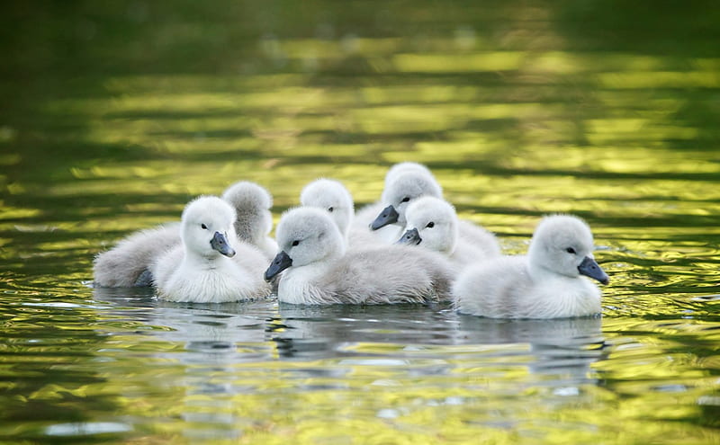 Swan chicks, cute, water, green, chick, swan, baby, HD wallpaper
