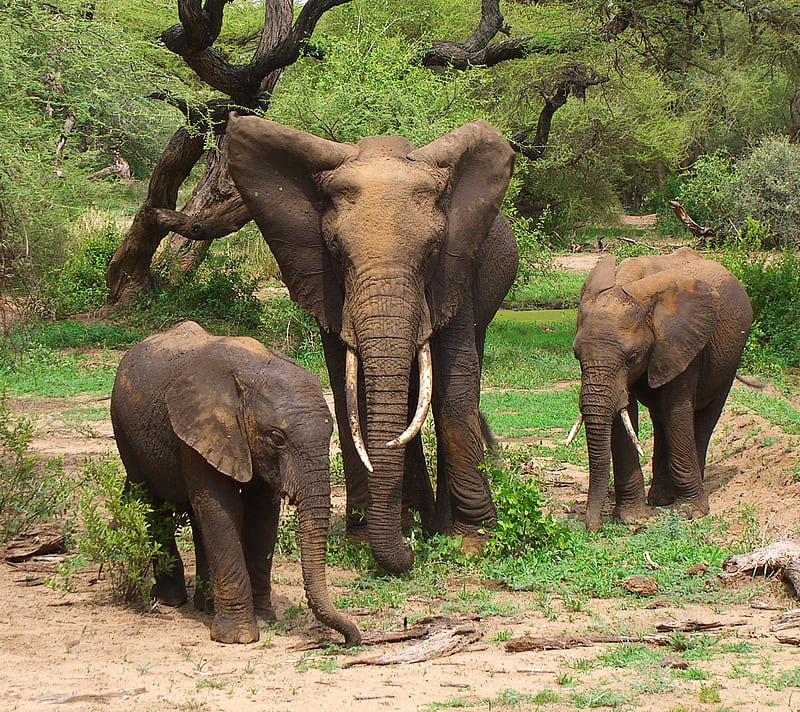 Elephant Pack, africa, animal, elephants, family, herd, HD wallpaper