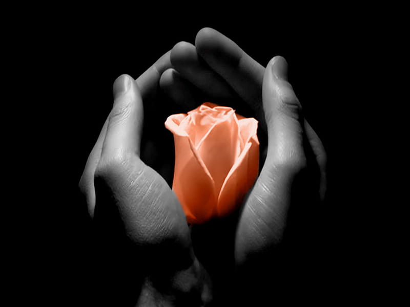 AN OFFERING OF LOVE, hands, offering, rose, feeling, love, flower, emotion, HD wallpaper