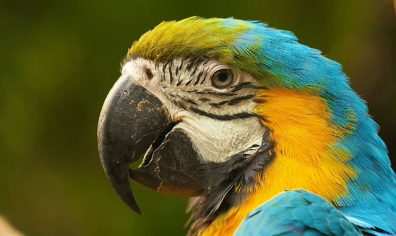 Macaw, Animals, ornithology, Zoology, Birds, HD wallpaper | Peakpx