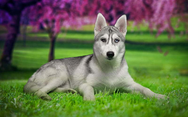 Husky Dog, garden, heterochromia, pets, Siberian Husky, lawn, dogs, Husky, HD wallpaper