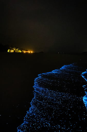 992 Bioluminescence Stock Photos HighRes Pictures and Images  Getty  Images