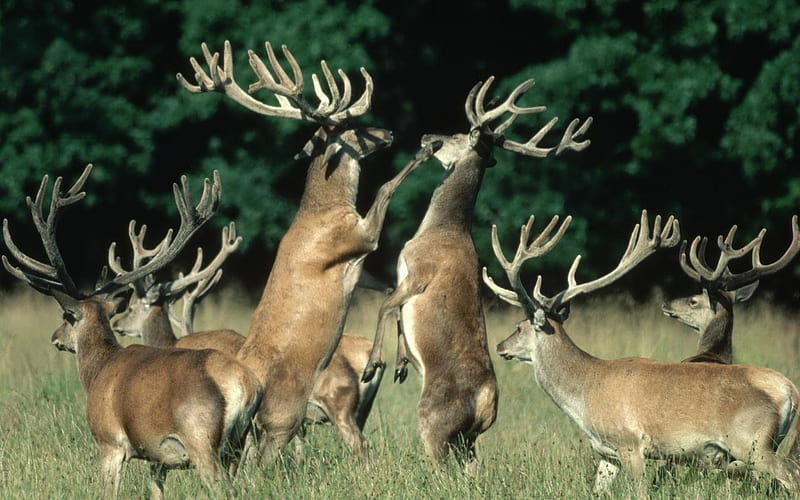 Deer Mating Season, fall, antlers, mating, seasons, animals, deer, HD wallpaper