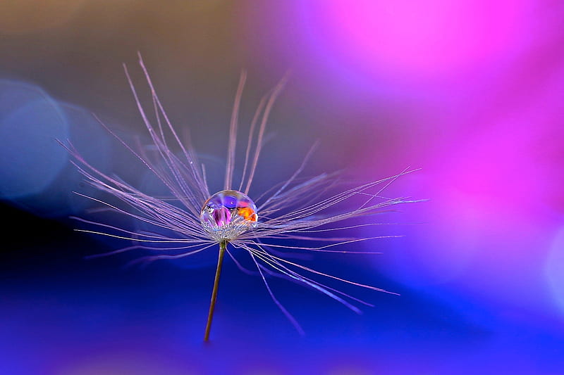 Water drop, seed, dandelion, luminos, pink, blue, HD wallpaper