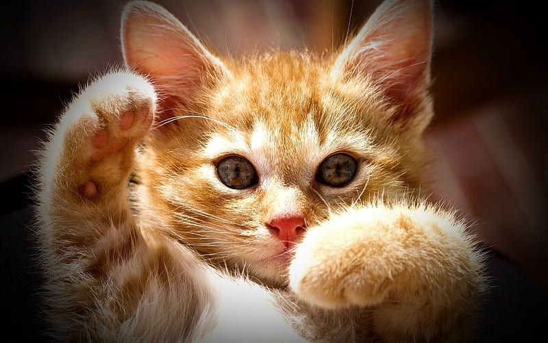 kittens, red-headed cat, cute animals, cats, HD wallpaper