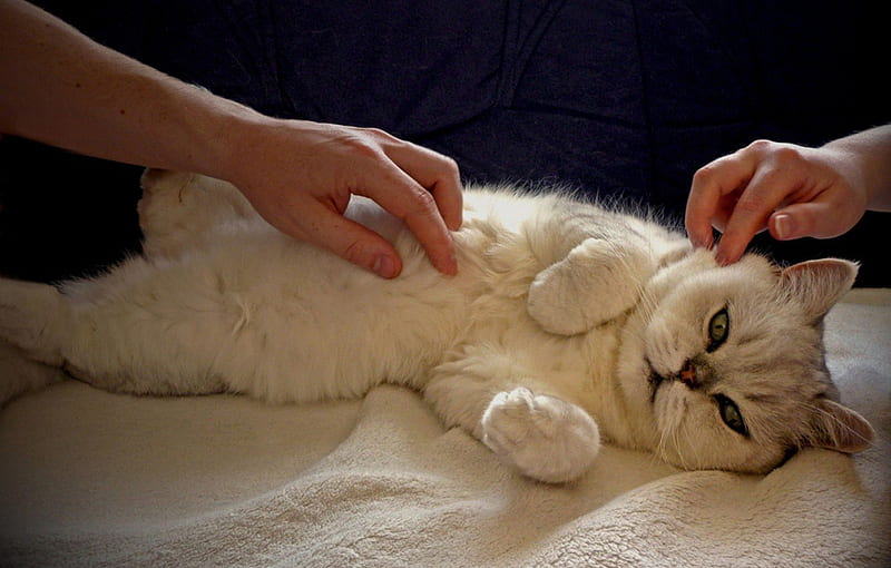 Massage, hands, white, cat, HD wallpaper