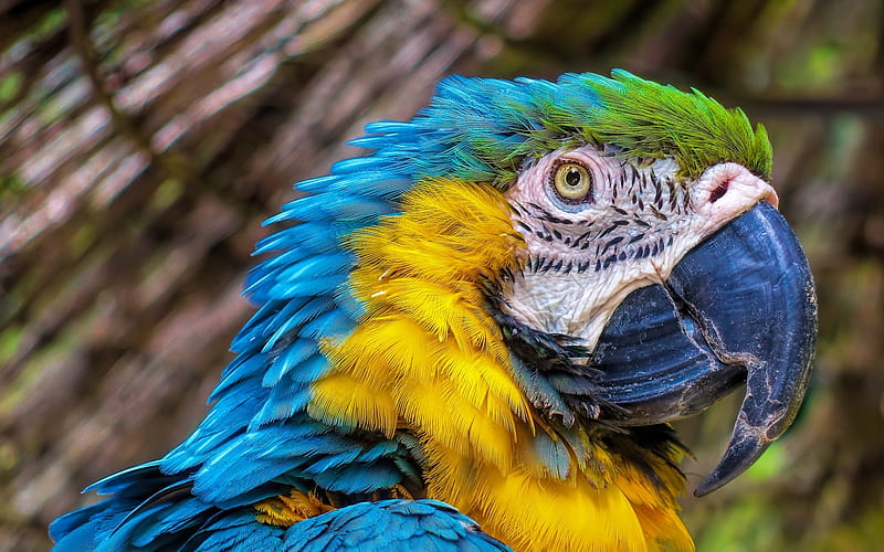 macaw, parrot, beautiful bird, blue-yellow macaw, HD wallpaper