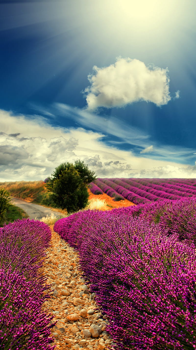 Lavender, countryside, field, france, nature, provence, sunshine, HD phone wallpaper