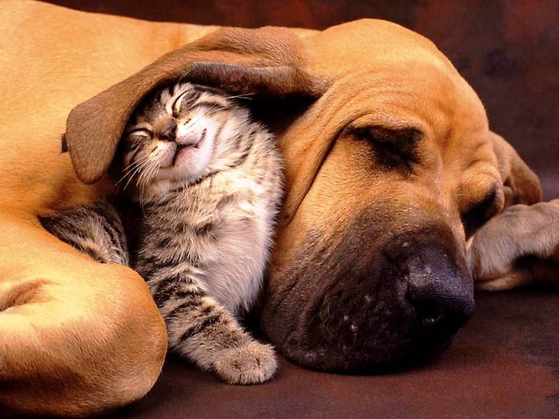 Buddies Forever, companionship, love, pets, cat, dog, sweet, HD wallpaper