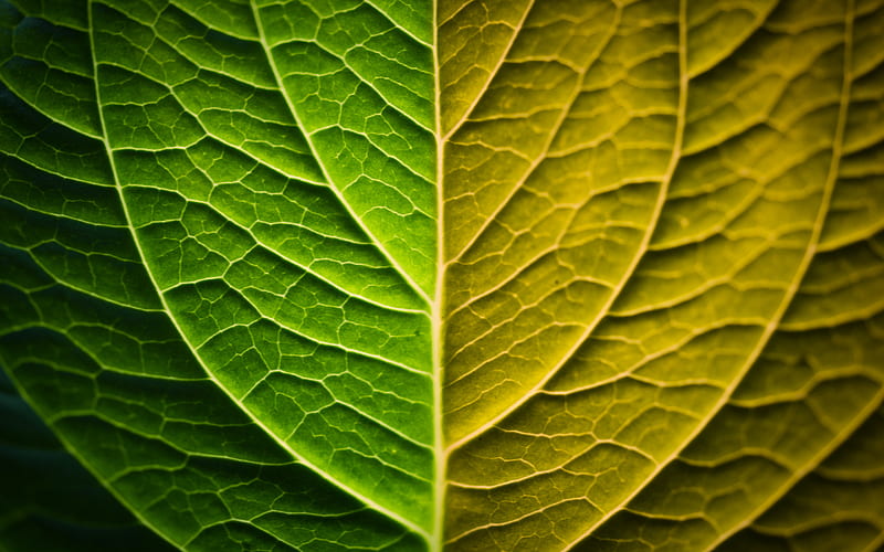 green leaf texture, ecology concepts, leaf, nature, industry influence, HD wallpaper