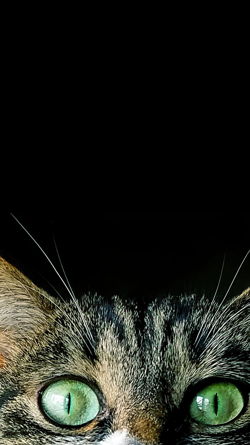 Kitten with blue eyes peeking out of pillow HD wallpaper | Pxfuel