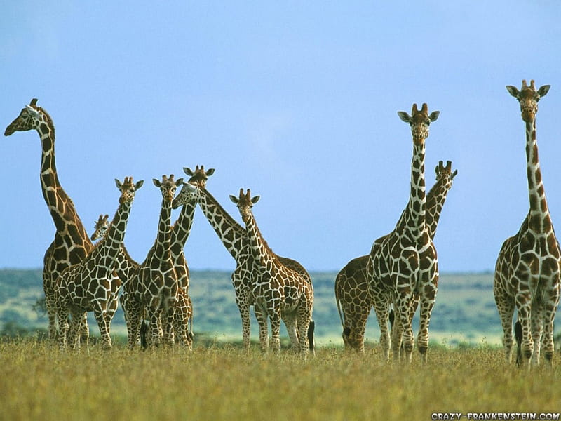 giraffes, tall, necks, long, africa, HD wallpaper