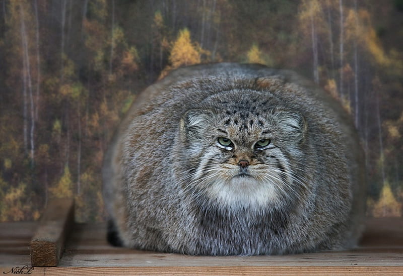 Pallas Cat, gris, fat, HD wallpaper